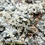 Polycarpaea nivea Hábito