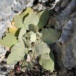 Verbascum sinuatum Leaf