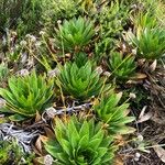 Paepalanthus alpinus Habit