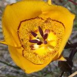 Calochortus clavatus Flor