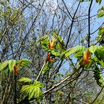 Acer macrophyllum Folha