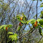 Acer macrophyllum Hoja