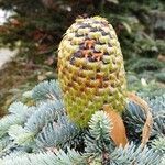 Abies lasiocarpa Frutto