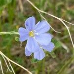 Linum perenneപുഷ്പം