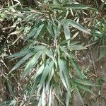 Phyllostachys viridis 葉