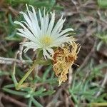 Lampranthus multiradiatus Žiedas