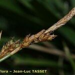 Carex umbrosa Kukka