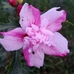 Hibiscus syriacusFlower