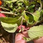 Phyla scaberrima Hoja