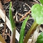 Dipsacus sativus Leaf