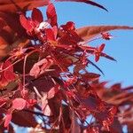 Acer palmatum Flower