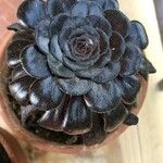 Aeonium arboreumLeaf