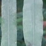 Cycas × multifrondis Hoja