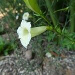 Aureolaria flava പുഷ്പം