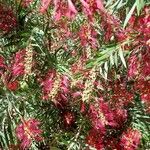 Melaleuca viminalisFlower