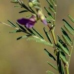 Vicia peregrina برگ