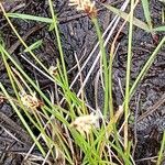 Eleocharis multicaulis Flor