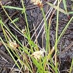 Eleocharis multicaulis Квітка