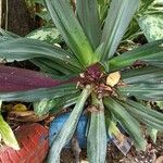 Tradescantia spathacea Blatt