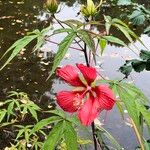 Hibiscus coccineus অভ্যাস