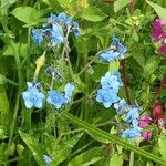 Cynoglossum amabile Λουλούδι