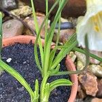 Narcissus bulbocodium Leaf