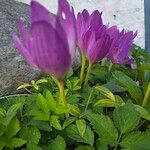 Colchicum speciosum Habit