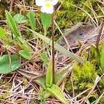 Pinguicula alpina Habit