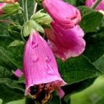 Digitalis thapsi Kwiat
