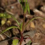 Sabulina tenuifolia عادت داشتن