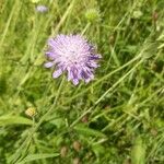 Knautia arvensisBlüte