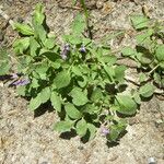 Solanum stoloniferum ശീലം