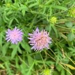 Knautia arvensis花