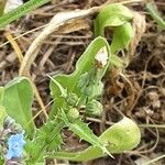 Cynoglossum amabile Λουλούδι