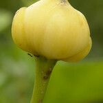 Ipomoea murucoides Flor