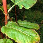 Rumex aquaticus Leaf