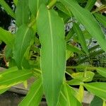 Hedychium coronarium Blatt