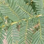 Vachellia sieberiana Folio