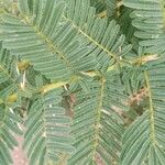 Vachellia sieberiana Blatt