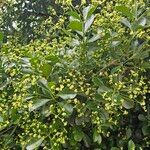 Euonymus japonicusBlomst