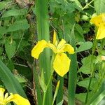 Iris pseudacorusFlower