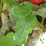 Potentilla indica Blatt