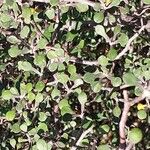 Corokia cotoneaster Folha