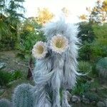 Pilosocereus leucocephalus Habit