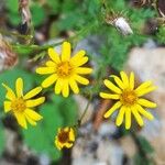 Senecio squalidusFlower