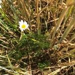 Anthemis cotula 葉