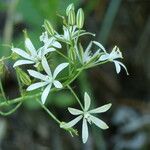 Ornithogalum narbonense Flower