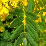 Senna pendula Leaf