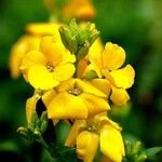 Erysimum × cheiri Floare