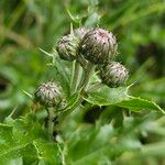 Cirsium arvense Virág